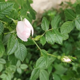 Rose of hedges, riding, Rosa Canina
